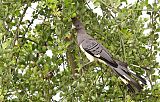 White-bellied Go-away-bird